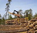 Больше заготавливать древесины стали на Сахалине