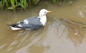 Общество