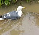 "Что это такое?": сахалинец разглядел в перьях чайки неопознанное устройство