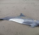 В Аниве на берег выбросило морское животное