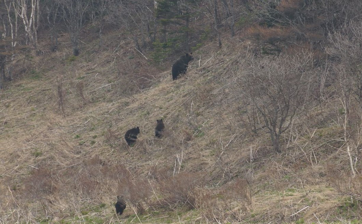 В районе Пригородного сахалинцы встретили медвежье семейство