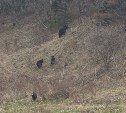 В районе Пригородного сахалинцы встретили медвежье семейство