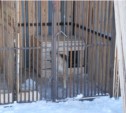 Будка, ветеринар и крематорий – в Южно-Сахалинске начала работу муниципальная служба по отлову собак