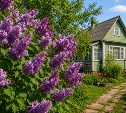 Букет сирени оказался не таким безобидным: специалисты предупредили о рисках