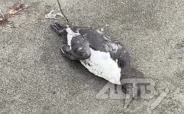 "Прилетели, чтобы умереть": мёртвых птиц обнаружили в ещё одном популярном месте отдыха на Сахалине