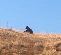 В Холмском районе к проезжей части выбежал медведь 