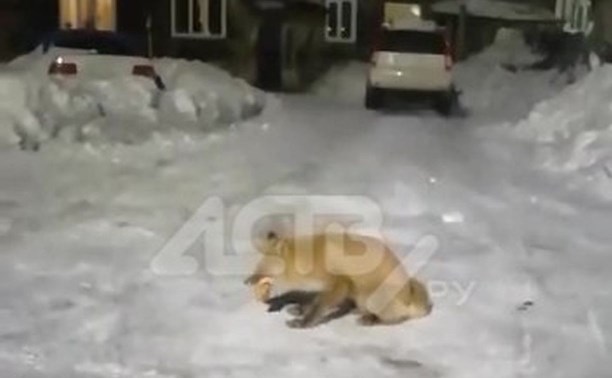 Запасливая лисица сделала заначки из хлеба по всему сахалинскому селу
