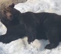 "Смотрите, кто проснулся": в сахалинском зоопарке из спячки вышел мишка Ванька 