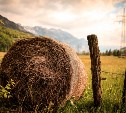 Сахалинские зоозащитники ищут волонтеров, чтобы перевезти 9 тонн сена