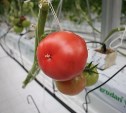 Первый урожай овощей собрали в новом тепличном комплексе на юге Сахалина