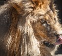 Льва Лорда накормят в Сахалинском зоопарке 