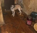 Беременные кошки и собаки умирают, замурованные в квартире пенсионерки из Южно-Сахалинска
