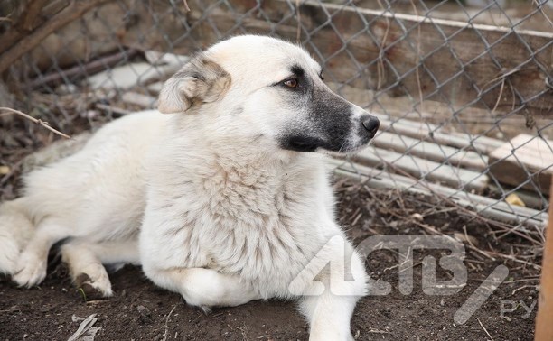Собака жестоко убитого бандитами на Сахалине фермера всё ещё ждёт хозяина