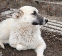 Собака жестоко убитого бандитами на Сахалине фермера всё ещё ждёт хозяина