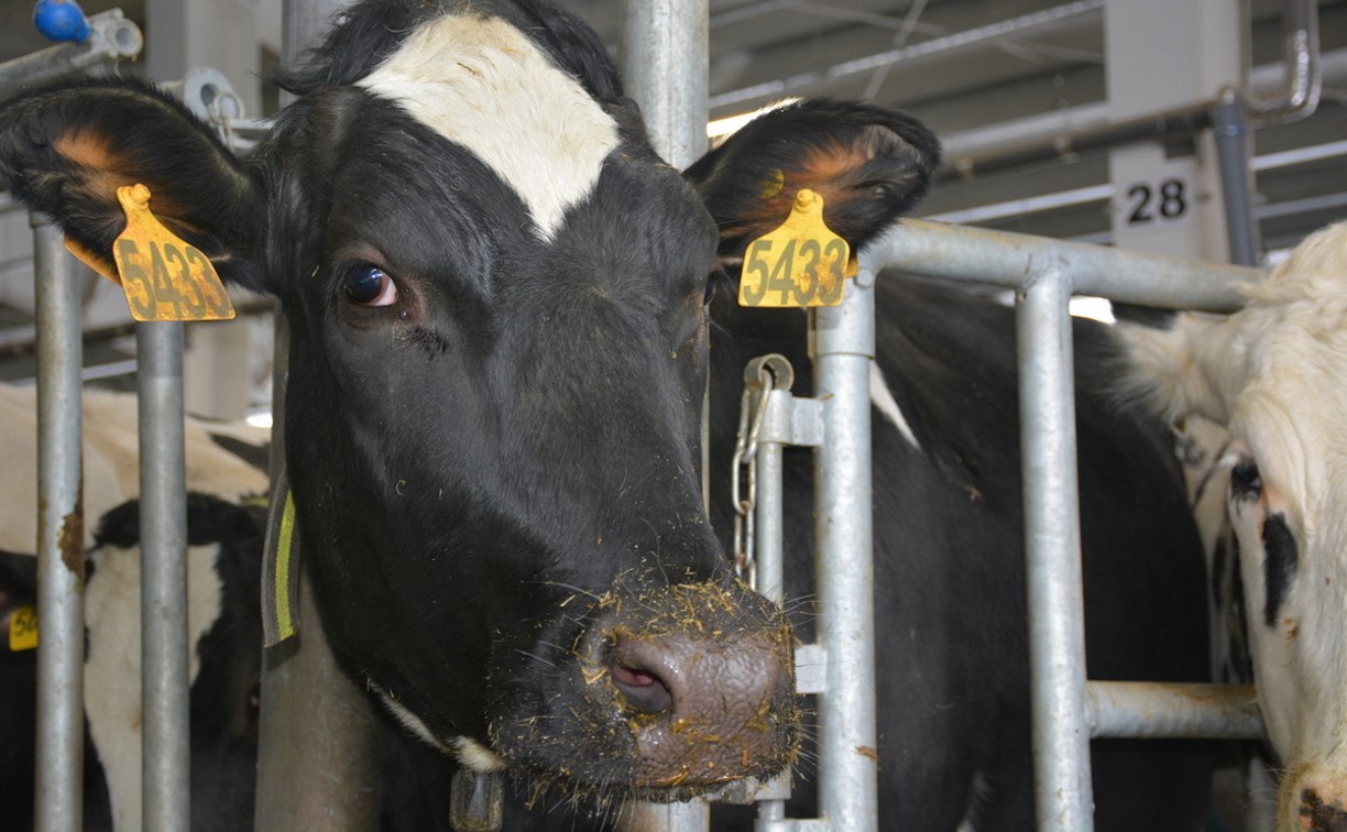 Коровы резидента ТОР на Сахалине дают по 24 килограмма молока в день