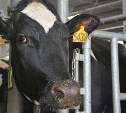 Коровы резидента ТОР на Сахалине дают по 24 килограмма молока в день