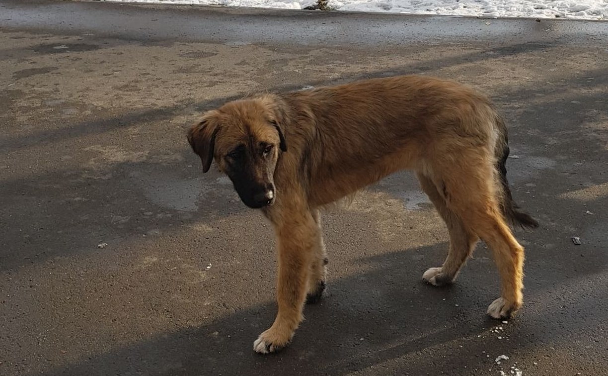 Власти: собак в парке Южно-Сахалинска не дают ловить посетители и сотрудники некоторых организаций