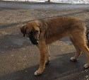 Власти: собак в парке Южно-Сахалинска не дают ловить посетители и сотрудники некоторых организаций