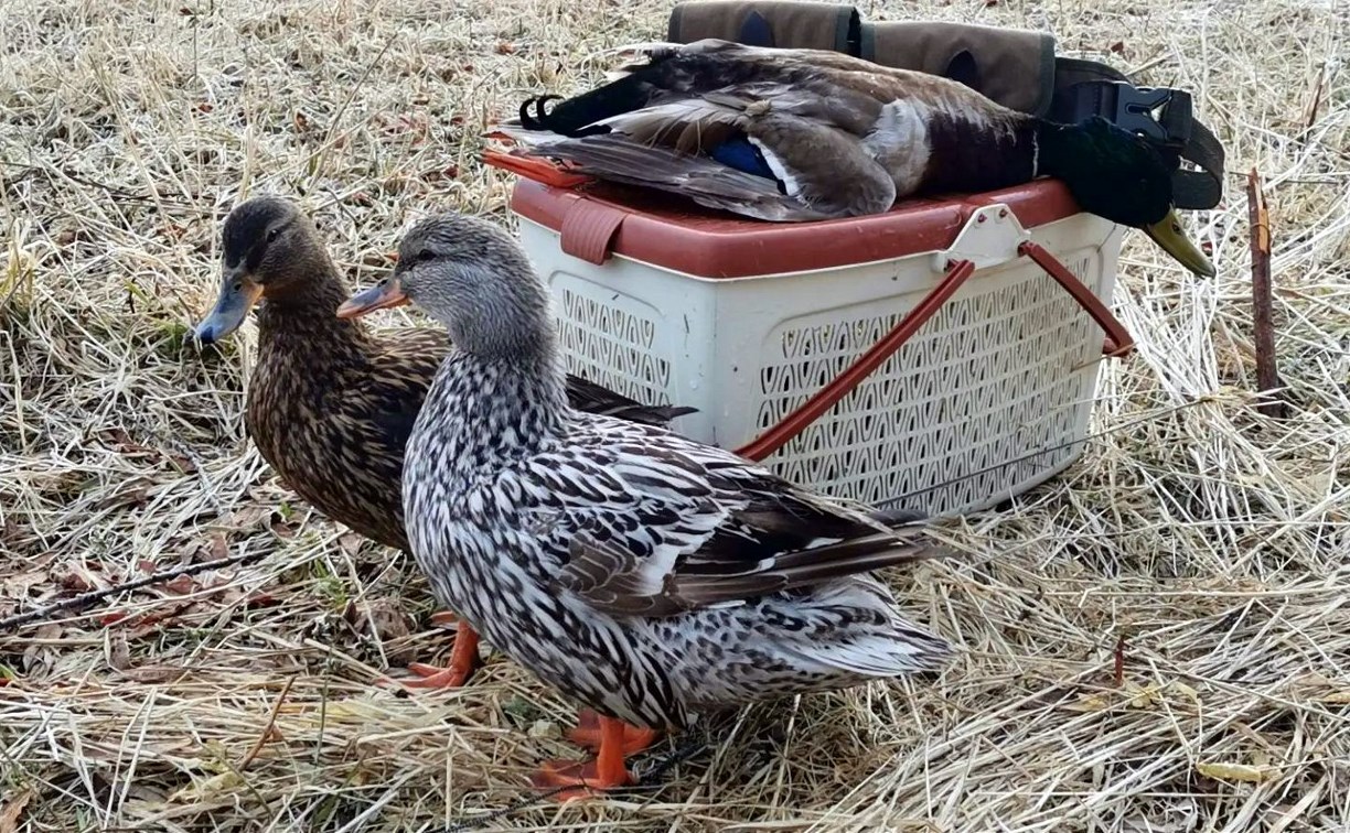 Живые подсадные утки на Сахалине упали в цене, охотники приспособились к новым правилам