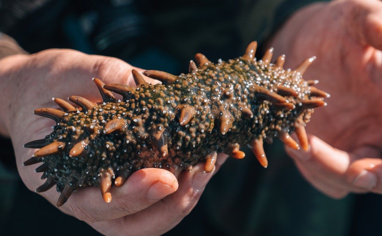 Учёные СахГУ совершенствуют технологию выращивания трепанга в северных водах