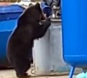 На Сахалине медведь пришёл на стройплощадку газовой компании и загнал рабочих в ангары