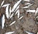 Браконьеры на Лютоге выбивают всю рыбу: крупную забирают, мелкую выбрасывают на берег