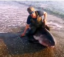 Мертвая акула на Сахалине стала объектом очередной спорной фотосессии 