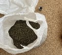 Неподалеку от дачи сахалинца выросла конопля и довела его до уголовного дела
