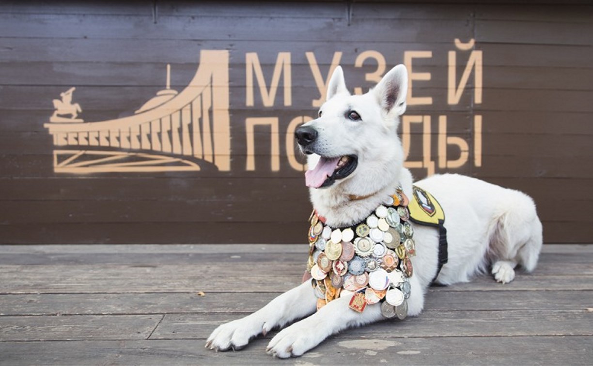 Московский музей Победы предлагает сахалинцам нарисовать портреты фронтовых собак