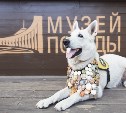 Московский музей Победы предлагает сахалинцам нарисовать портреты фронтовых собак
