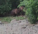 На Курилах медведи подрались на глазах у туристов - видео
