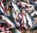 Охотники за икрой на Сахалине залили берег кровью и оставили горы вспоротого лосося