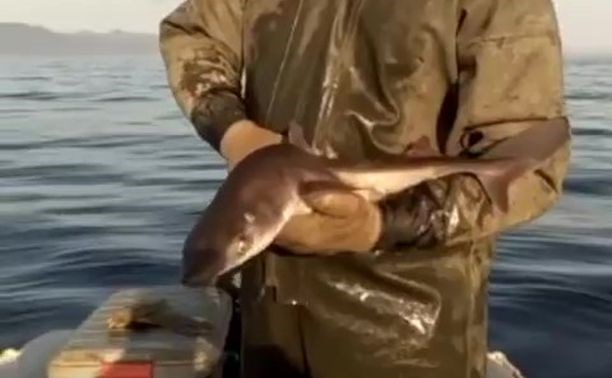 Фотосессию с живой акулой в руках устроили сахалинцы