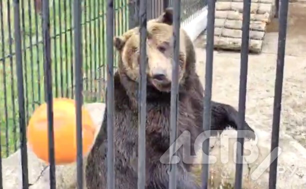 Самое милое видео дня: медведь играет с мячом в Сахалинском зоопарке