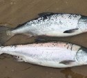Рыбаки-любители убедили правительство Сахалина увеличить число участков для лова симы