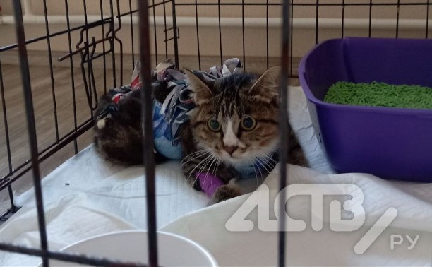Паралич и переломы: в каком состоянии находится кошечка Ева из Долинска