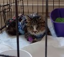 Паралич и переломы: в каком состоянии находится кошечка Ева из Долинска