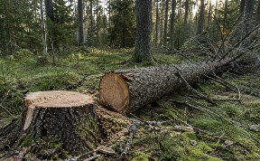Общество