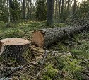 За спиленное дерево можно получить уголовное дело