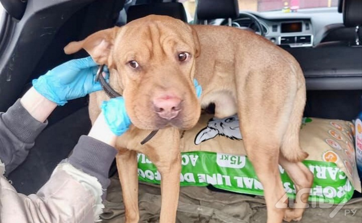 Кричал от боли и ужаса: волонтеры забрали пса у хозяина, который избивал животное цепью