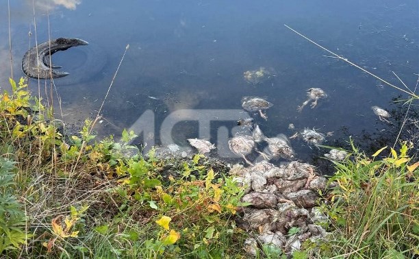 В СНТ Южно-Сахалинска обнаружили мёртвых птиц в водоёме
