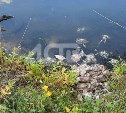 В СНТ Южно-Сахалинска обнаружили мёртвых птиц в водоёме
