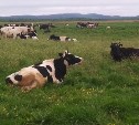 Сахалинские сельхозпредприятия начали перегонять скот на пастбища