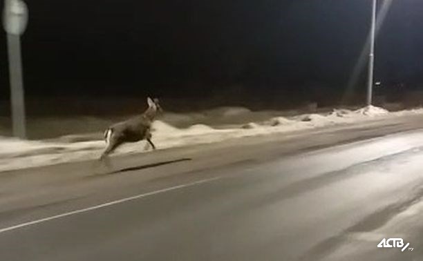 Сбежавший с фермы олень вышел к людям в пригороде Южно-Сахалинска