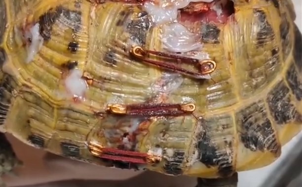 На Сахалине спасли черепаху с множественными переломами панциря