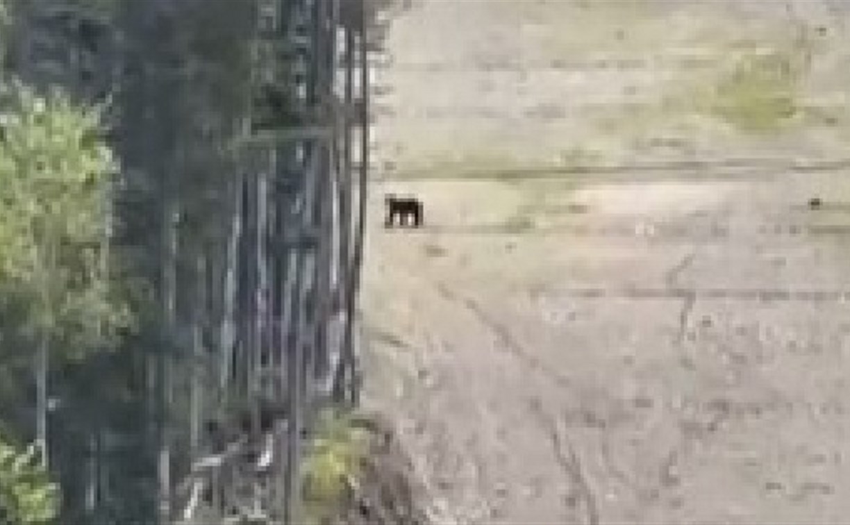 На спуске горы Красной в Южно-Сахалинске заметили медведя