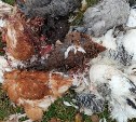 "Хоть отстреливай": в Южно-Сахалинске бездомные собаки прогрызли дыру в теплице и задавили породистых кур