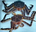 В водах Сахалина добыли краба с повышенным уровнем мышьяка 