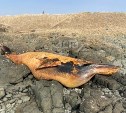 Турист наткнулся на мертвую тушу млекопитающего на берегу необитаемого курильского острова