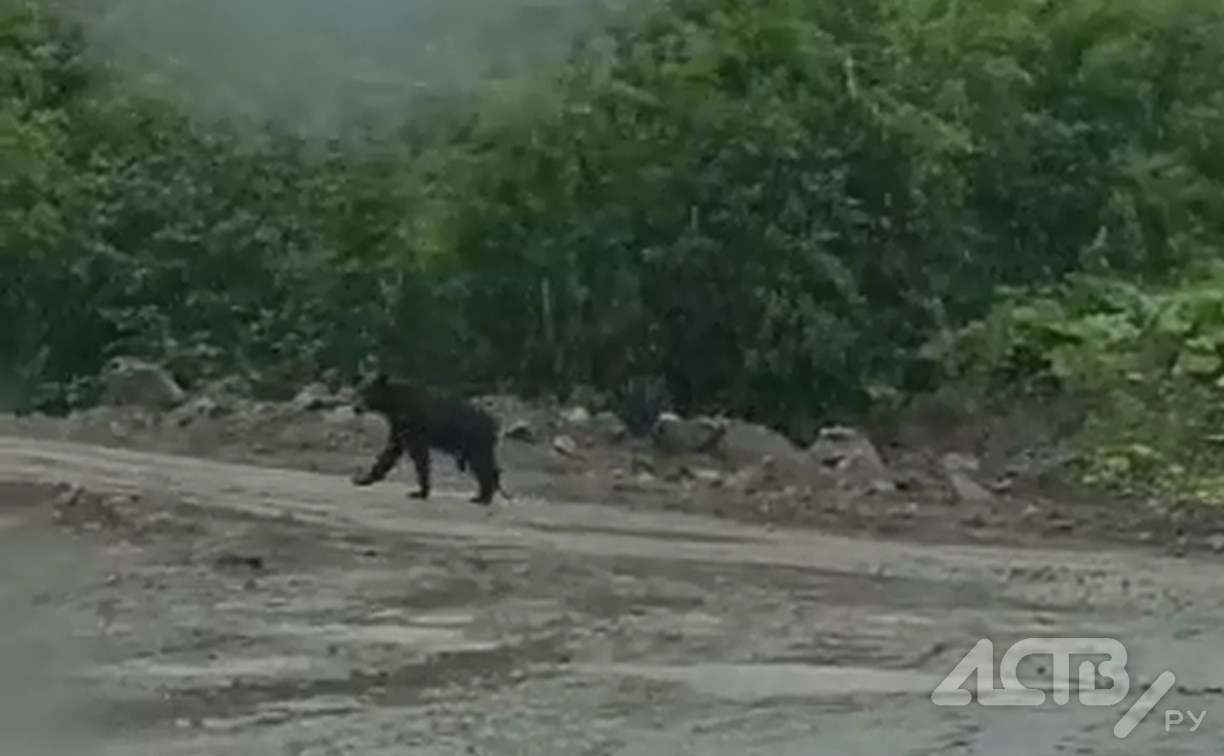 Медведь напугал отдыхающих в бухте Тихой
